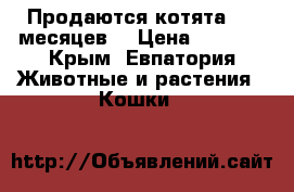 Продаются котята!1,5 месяцев. › Цена ­ 3 000 - Крым, Евпатория Животные и растения » Кошки   